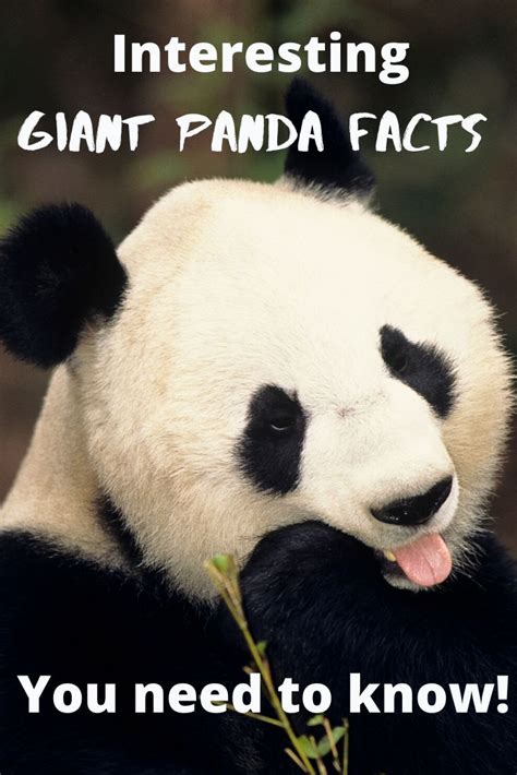 Pandas Recognize Each Other Based On Scent Panda Facts Panda Facts