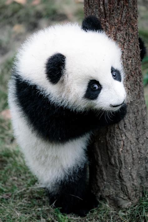 15 сладки снимки на бебета панди Обекти Baby Panda Bears Baby