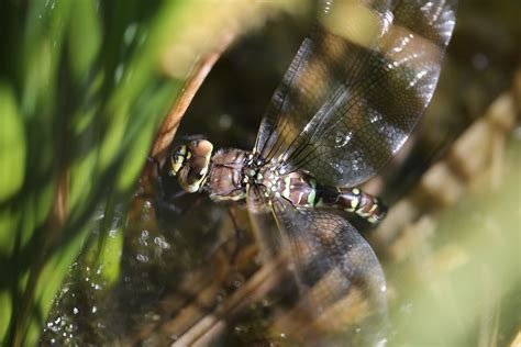 Do Female Dragonflies Feign Death To Avoid Sex