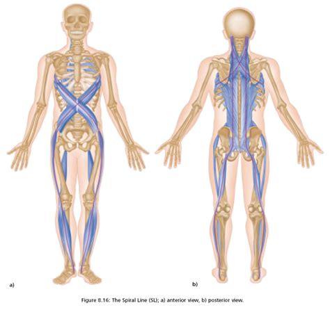 The Bodys “spiral Line” And Why You Should Do Things Like Side Lying Windmills And Cable Chops