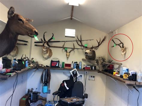 Major Animal Poaching Ring Busted By Ca Fish And Wildlife