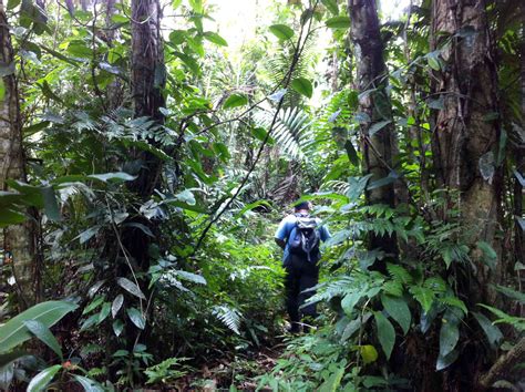 Rainforest Tropical Hike In Costa Rica