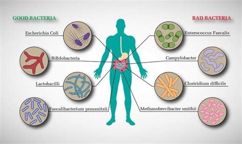 La Importancia De La Microbiota En El Cuerpo Humano Cluster Mobile My