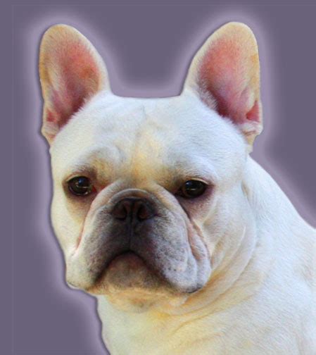 150,660 likes · 2,405 talking about this. Allusion French Bulldogs - Quality AKC Standard Located in ...