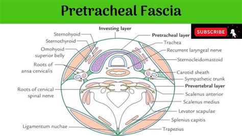 Pretracheal Fascia Anatomy Mbbs Education Bds Headandneckanatomy