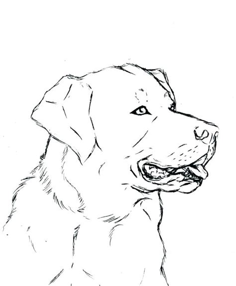 Yellow Lab Drawing At Getdrawings Free Download