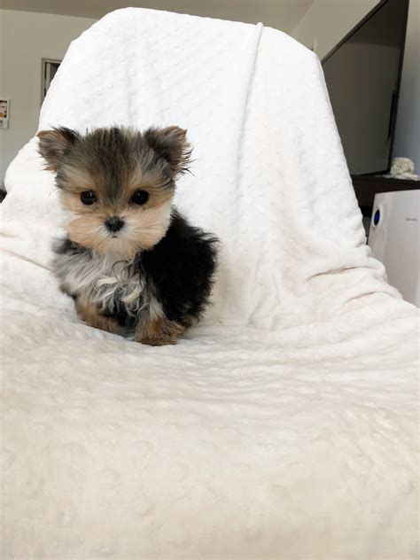 Micro Teacup Yorkie Yorkshire Terrier Puppy For Sale California Los