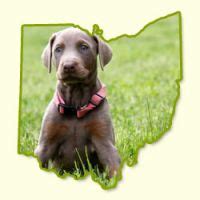 We have two beautiful christmas lab puppy still available if interested please message me for further information. Puppies for Sale in Ohio | Greenfield Puppies