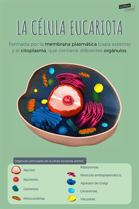 Celula Eucariota Definicion Caracteristicas Tamano Y Funcion Images