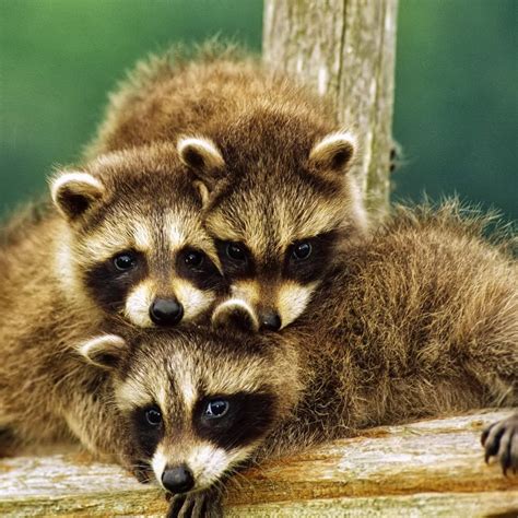 Funny Animal Raccoons Latest Information And Pictures Funny And Cute