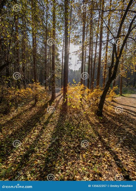 Autumn Sun In The Forest Through The Yellowing Trees Stock Image