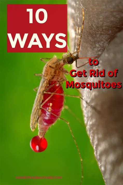 This guide will teach you how to get rid of mosquitoes in and around your home as well as offer tips for staying unbitten. Backyard Mosquito Repellent - Mypark Photo