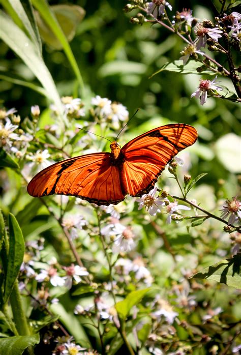 Julia Longwing Butterfly Birds And Blooms