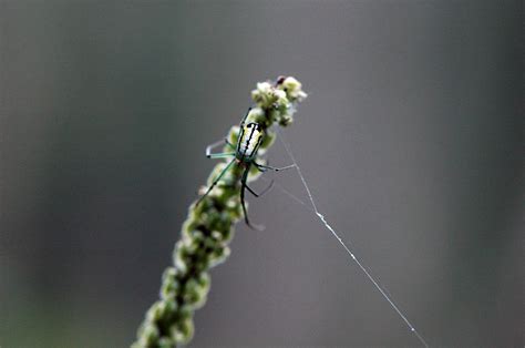 Jumping spiders in australia are not toxic to human, but this green jumping spider is known will give a painful bite. Field Biology in Southeastern Ohio: French Creek Arthropods
