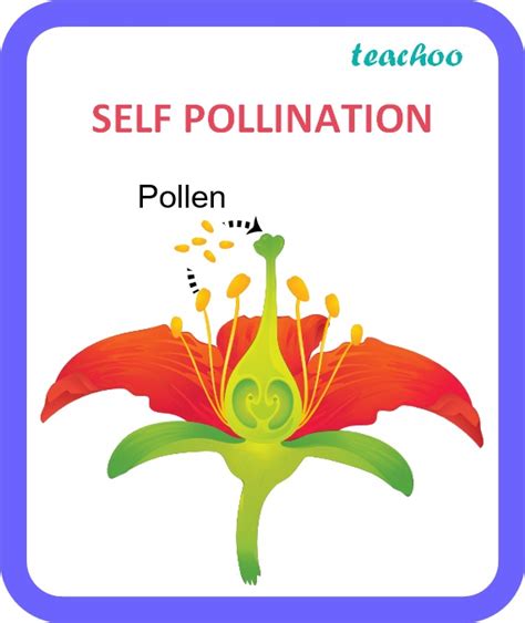 Class 10 Pollination Definition Types With Diagrams Teachoo