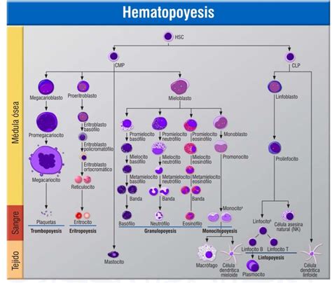 Esquema De Hematopoyesis ¡fotos And Guía 2024