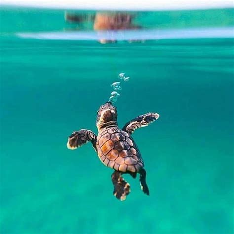 Most popular among our users sea turtle in collection animalare sorted by number of views in the near time. #Repost @nature.geography Baby turtle Photo by @benjhicks ...