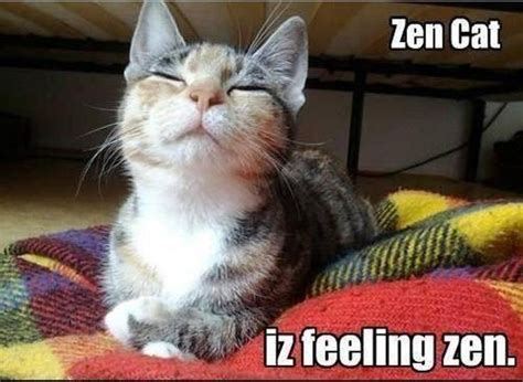 32 Zen Cats Who Could Be Spiritual Gurus Cats Beautiful Cats Cat Memes