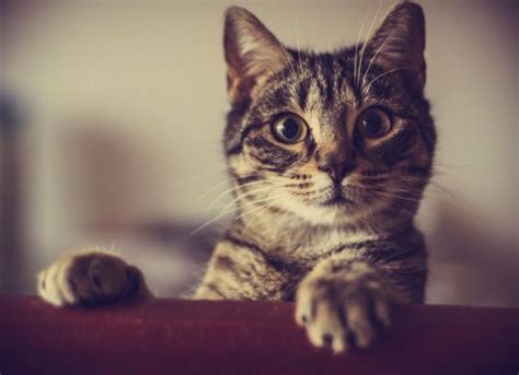 Fiv In Cats Symptoms Causes And Treatment Petmd