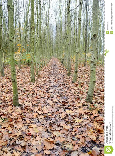 Row Of Silver Ash Trees Stock Photo Image Of Forest 35550410