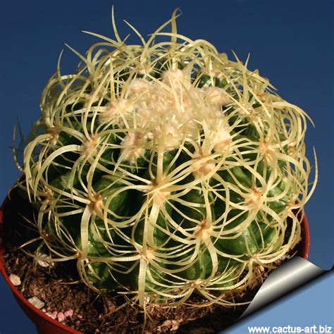 Propagating cacti by diving the offsets is a vegetative form of propagation. Echinocactus grusonii var