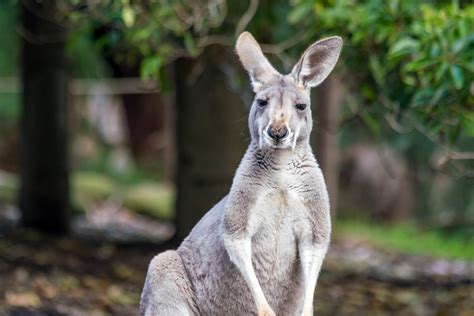 Kangaroo Mobs Invade Australian Streets And Neighborhoods As Droughts