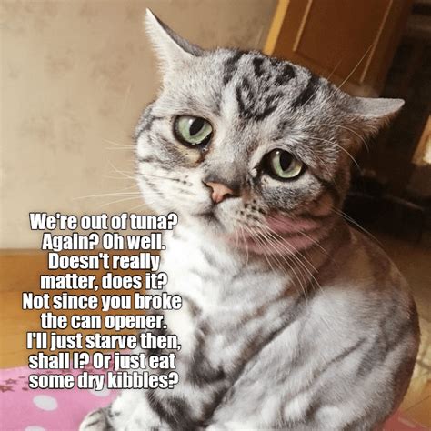 Not Angry With You Just Very Disappointed And Sad Lolcats Lol Cat Memes Funny Cats