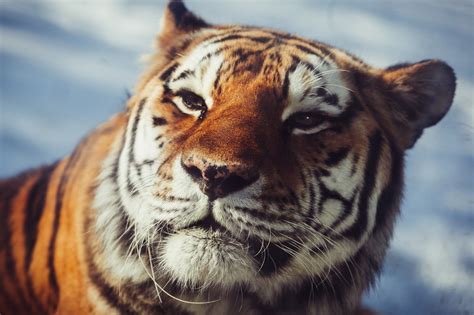 Carnivore 1080p Amur Tiger Muzzle Wild Cat The Amur Tiger Eyes