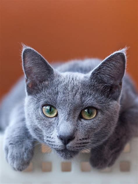 17 Best Images About Cats On Pinterest Russian Blue