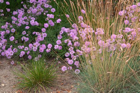 Scabiosa Pincushion Flower Plant Care And Growing Guide