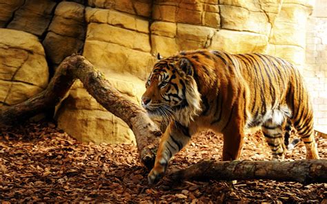 Tiger Walks Through Aviary Wallpapers And Images Wallpapers Pictures