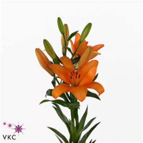 Lily La Honesty Are Great For Flower Arrangements For Weddings And