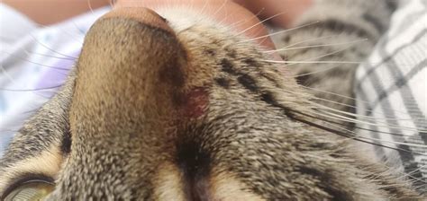 My Cat Has This Weird Spot On Her Nose It Kind Of Looks Like Blood But