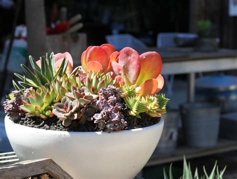 6 Succulent Care Hacks For Winter ~ Bless My Weeds