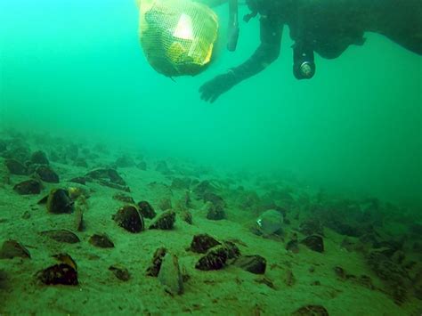 Makanan lobster air tawar yang cocok dan bagus. Foto Pemungutan Sampah didasar Danau Lut Tawar - LINTAS GAYO