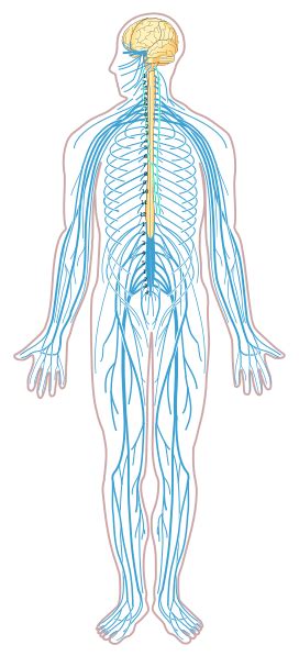 The nervous system, essentially the body's electrical wiring, is a complex collection of nerves and specialized cells known as neurons that transmit signals between different parts of the body. Fitxategi:Nervous system diagram unlabeled.svg - Vikidia