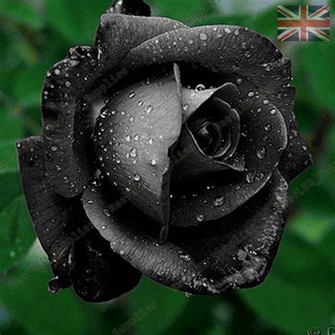 Rare Black Rose Flower Seeds Garden Plants Uk Seller 10x