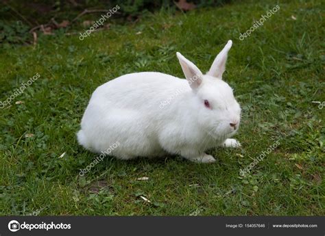 Images Rabbit Domestic White Rabbit — Stock Photo © Wrangel 154057646