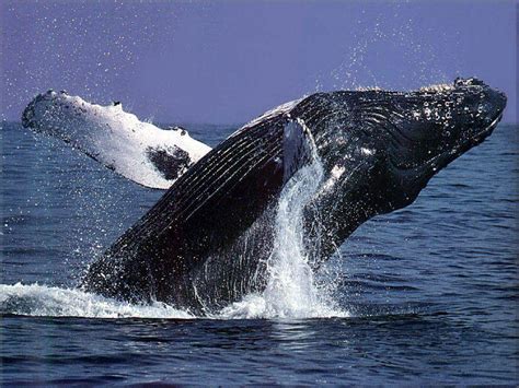 Humpback whale wallpaper and background image 1680x1050 id. Humpback Whale Wallpapers - Wallpaper Cave