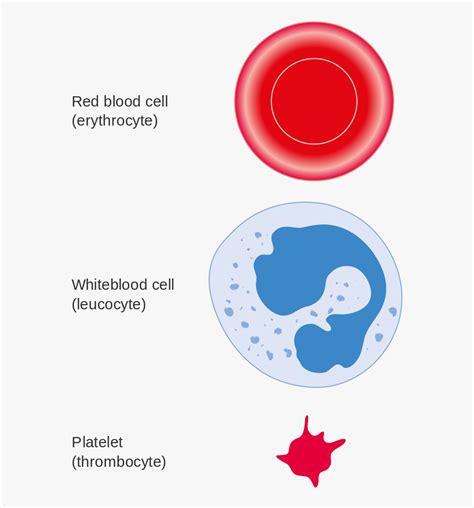 Diagram Of Three Different Types Of Blood Cell Cruk Different Types