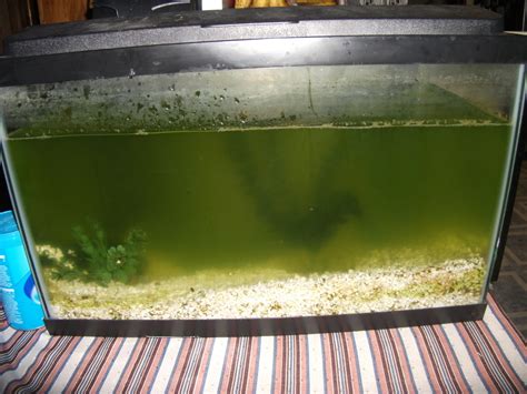 I've found that using a clean toothbrush works really well for cleaning algae out of those tight you risk damaging the health of the fish in your tank if you resort to use of any algaecide such as copper sulphate. Removing Stains From Glass Aquariums | My Aquarium Club
