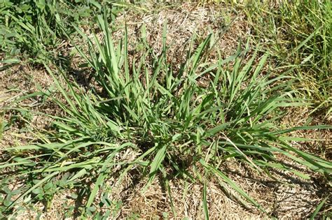 How To Get Rid Of Dallisgrass Green Lawn Cares