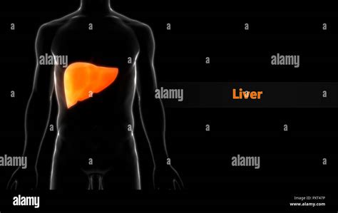 Human Liver Anatomy Stock Photo Alamy