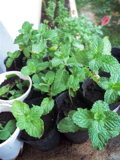 Hydroponics And Organics In Cebu Looking After Your Mint