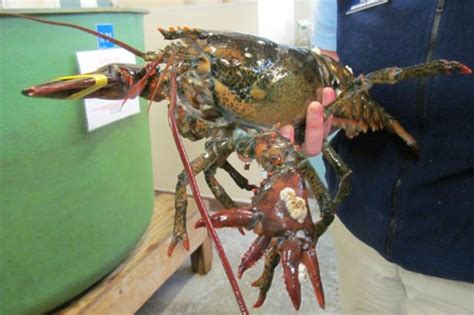 Meet Lola The Six Clawed Lobster Set For Display In Maine Us News