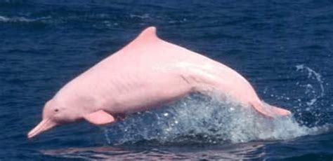 Ikan ini pada awalnya sering dikenal dengan ikan hias di cina. 8 Jenis Lumba-Lumba Air Tawar yang Ada di Dunia - Flora ...