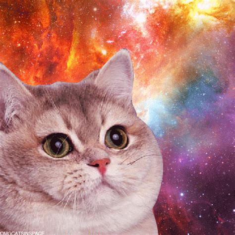 Cat Cosmic Space Trippy Heavy Breathing  Find And Share On Giphy