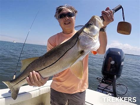 Southwest florida snook are certainly one of the most pursued, but least caught gamefish in florida waters. Florida Snook Season Opens | Share the Outdoors