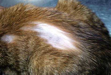 If your cat sheds profusely, has slow hair growth, and unusual bald spots in the fur, she could have feline pattern baldness. Cat Skin-Problem Pictures: Lice, Fleas, Ringworms, Ear ...