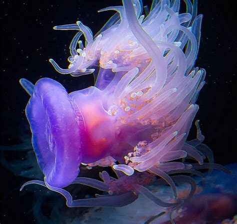Archillect On Twitter Underwater Animals Ocean Dwellers Jellyfish